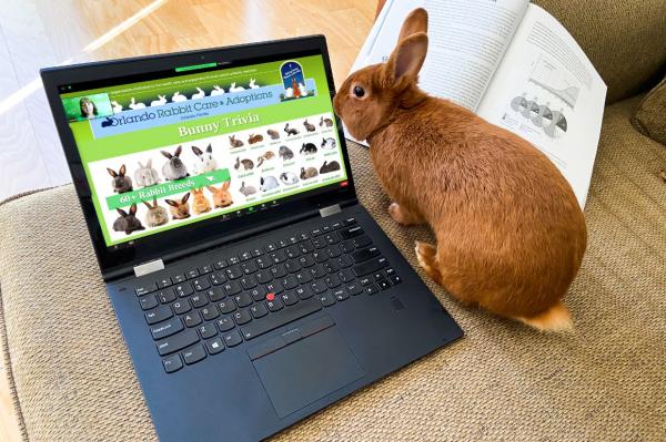 Image for event: Virtual Event: Bunny Basics-Tips for Having Indoor Rabbits