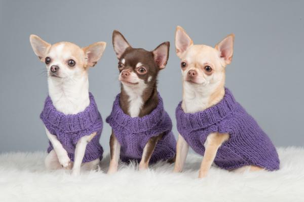 Image for event: Let's Knit Pet Sweaters (4-Day)