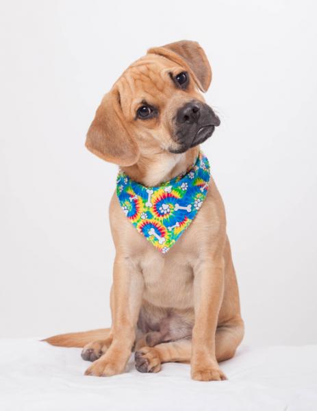 Image for event: In-Person: Sewing - Pet Bandanas